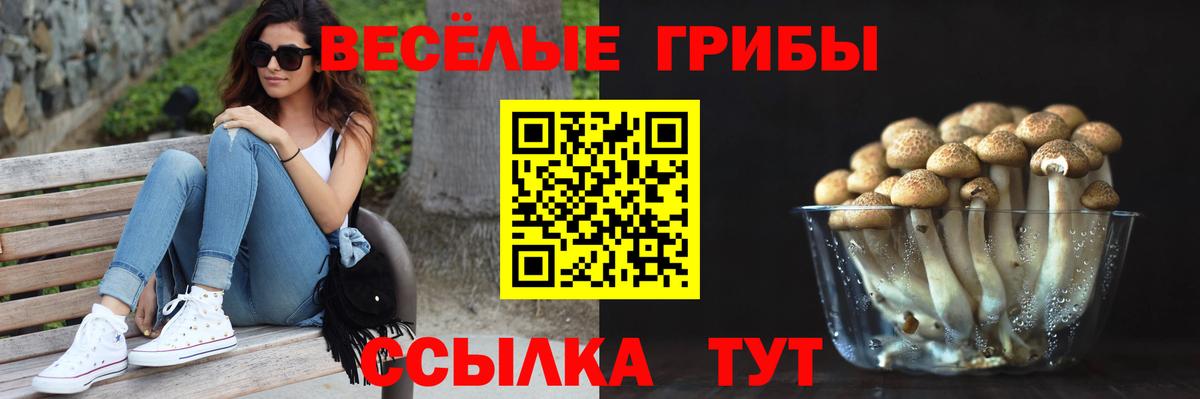 Казань  Псилоцибиновые грибы Cubensis  Вход с VPN  Галлюциногенные грибы GOLDEN TEACHER 